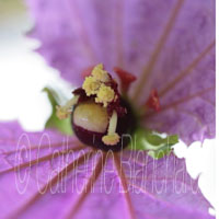 macro photo fleur rose violet